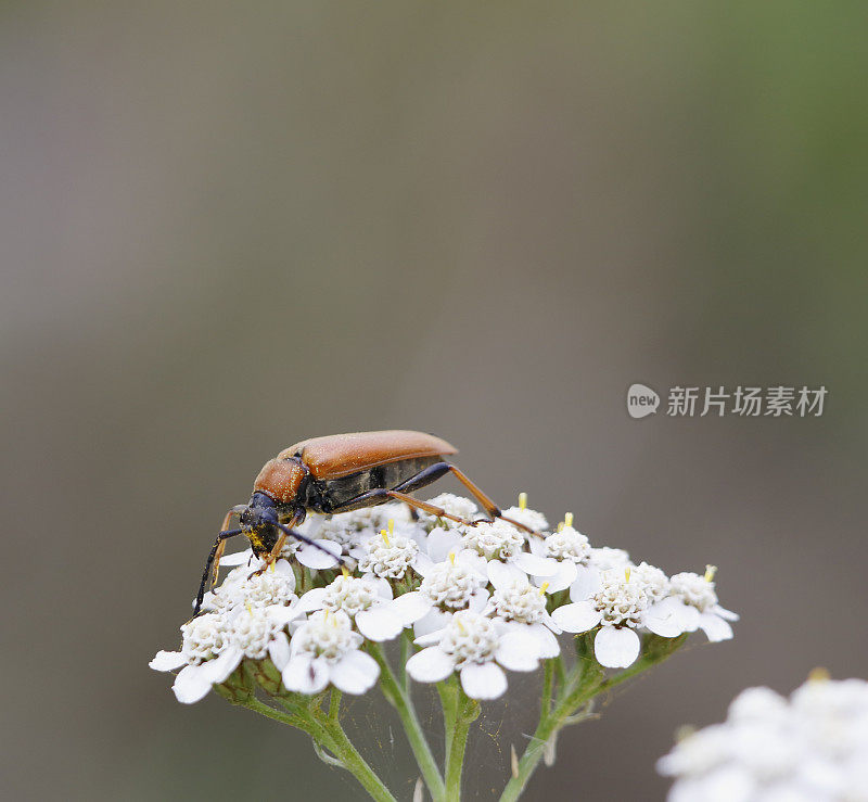 甲虫:红棕色的长角甲虫(Corymbia rubra)雌性